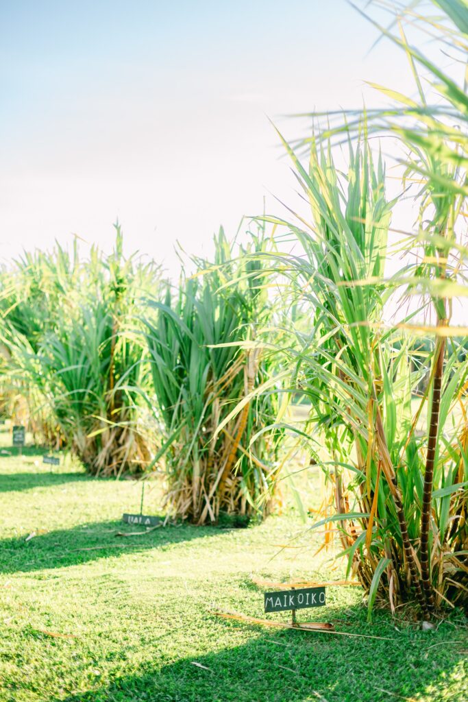 leiohu cosmetics sugar cane growing
