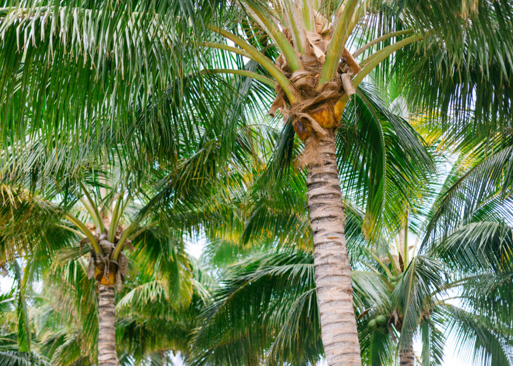 Palm trees on Maui at Punakea Farm