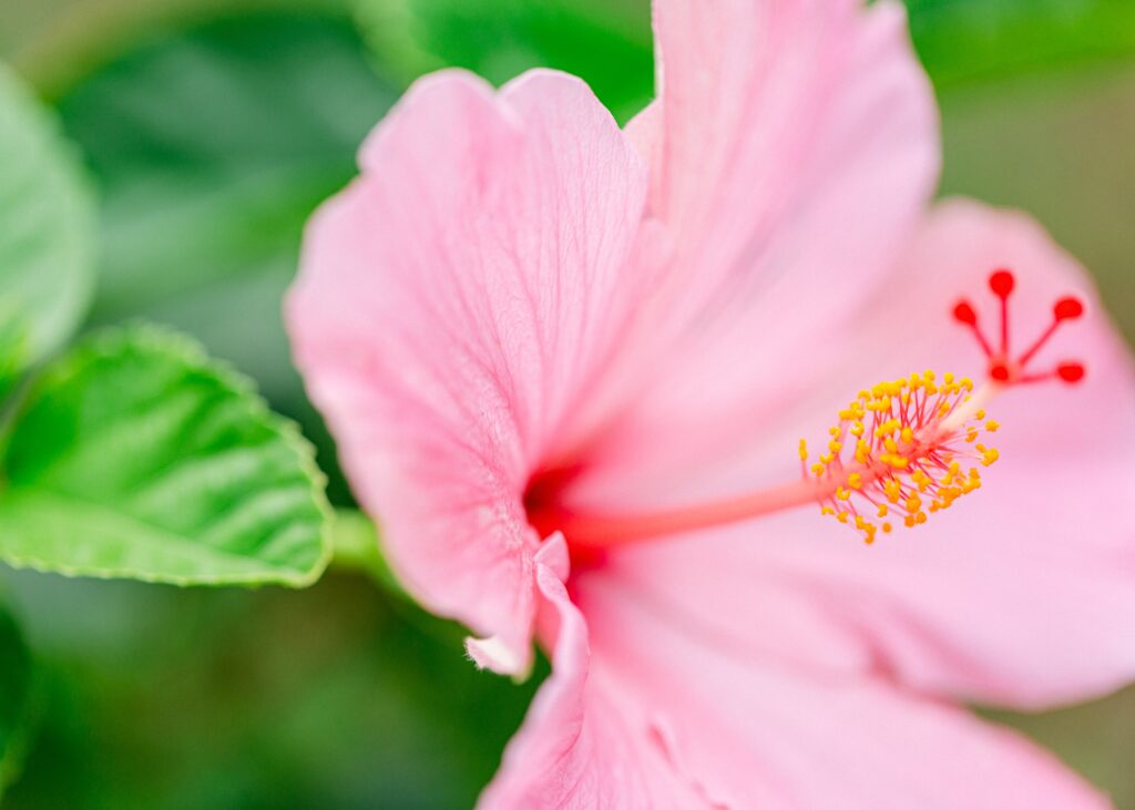 tropical hibiscus flower can be used for cosmetics