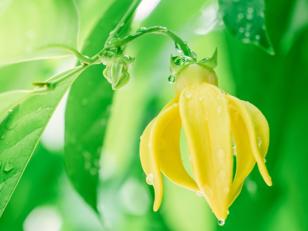 fragrant ylang ylang tropical flower vine used for cosmetics