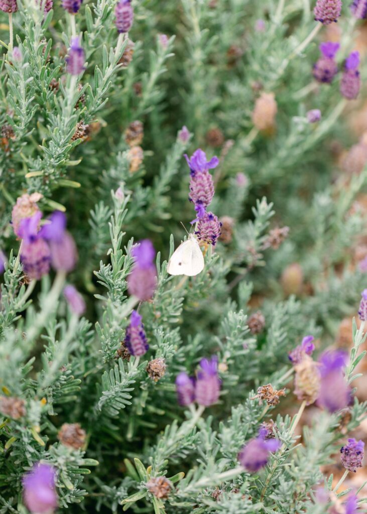 ali'i kula lavender farm butterflies leiohu cosmetics maui