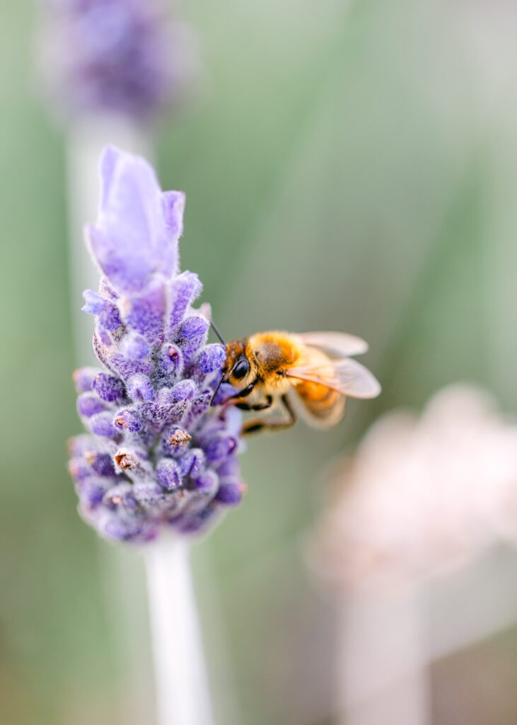 ali'i kula lavender farm bees honey leiohu cosmetics maui