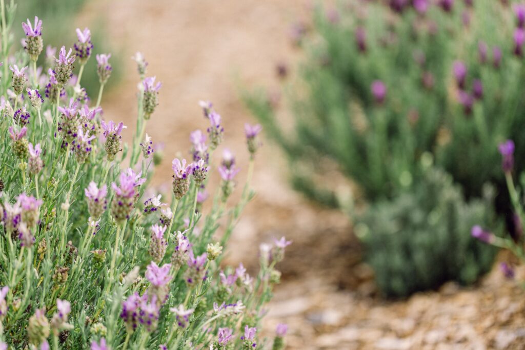ali'i kula lavender farm leiohu cosmetics lavender bush
