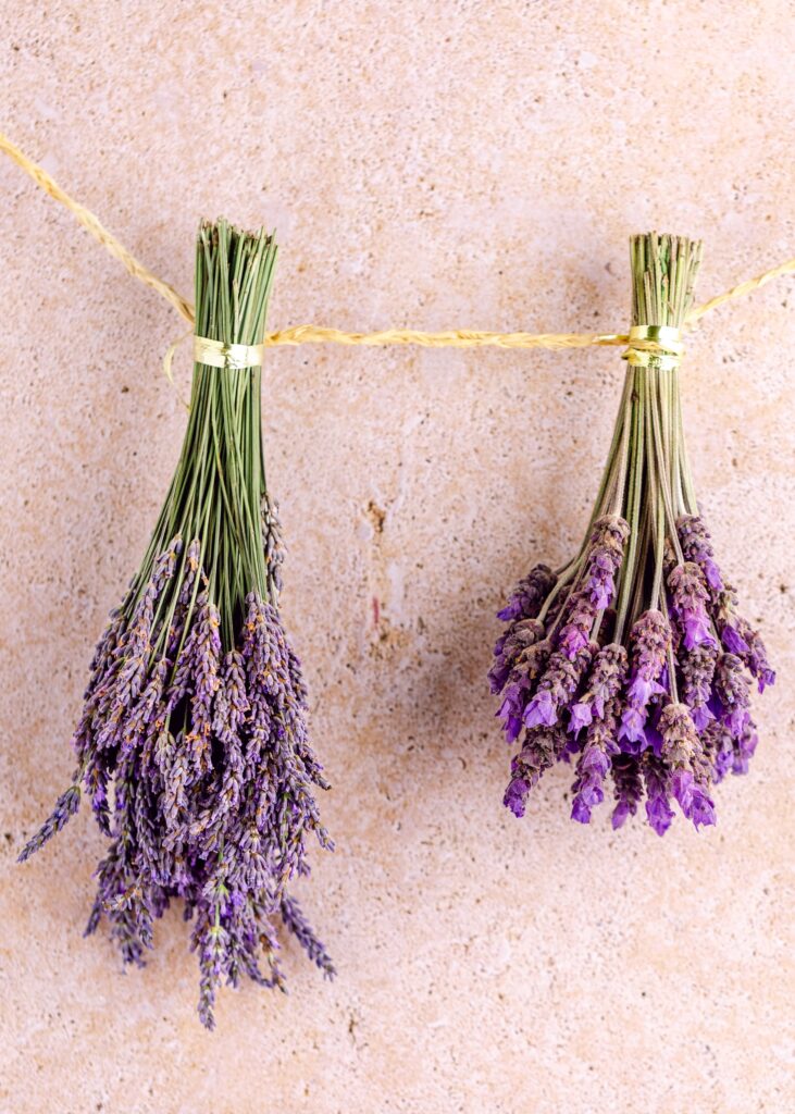lavender versus lavendin essential oil leiohu cosmetics
