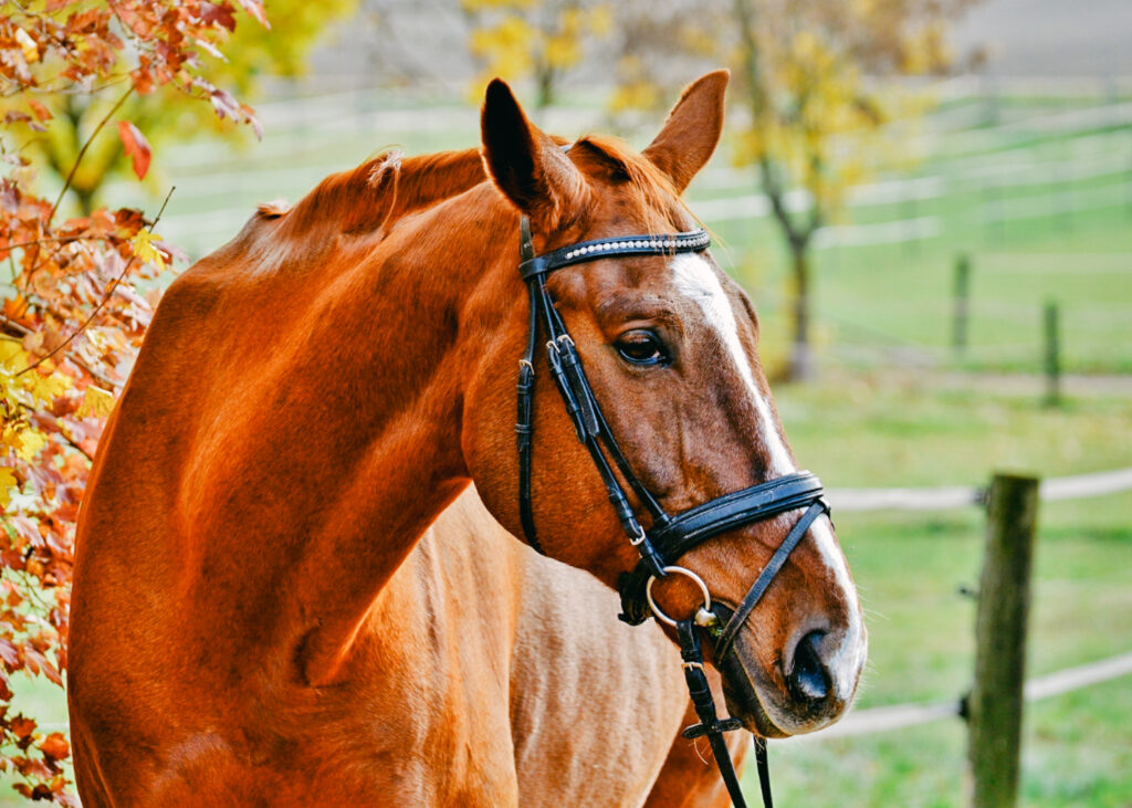 horse oil animal derived in Japanese beauty products