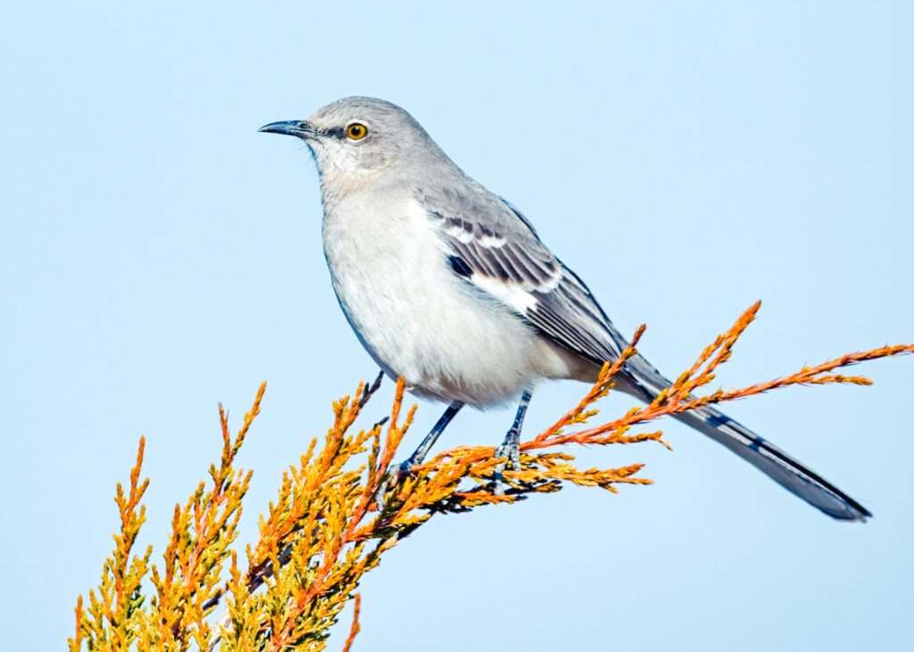 mockingbird poop in Japanese beauty products