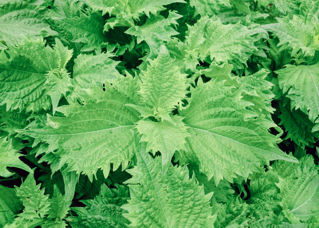 Japanese Shiso essential oil