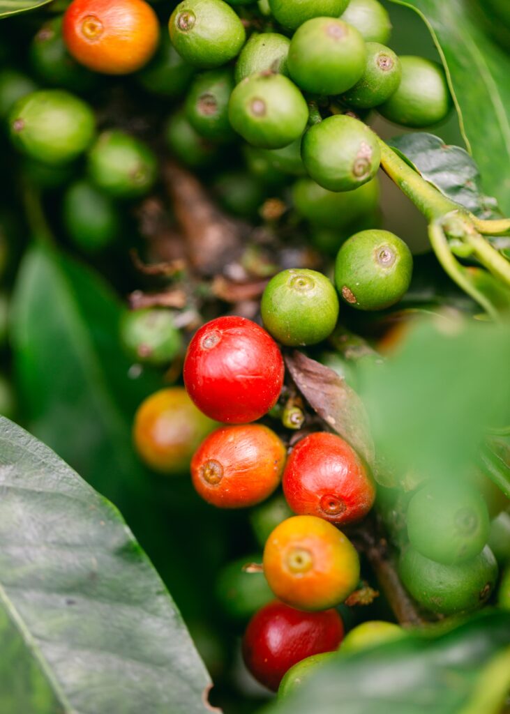 coffee grown at o'o farms maui
