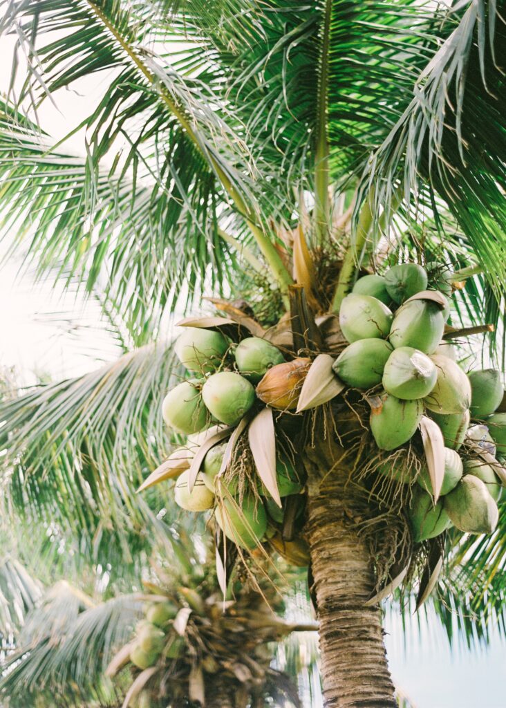 coconut exotic fruit guide hawaii