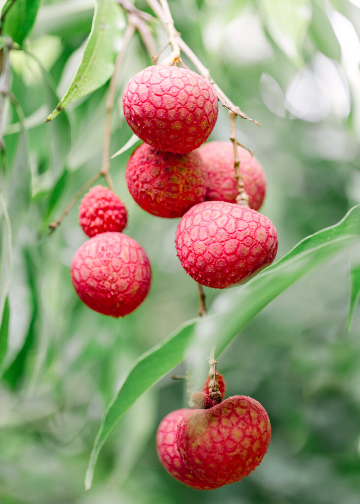 lychee exotic fruit guide hawaii
