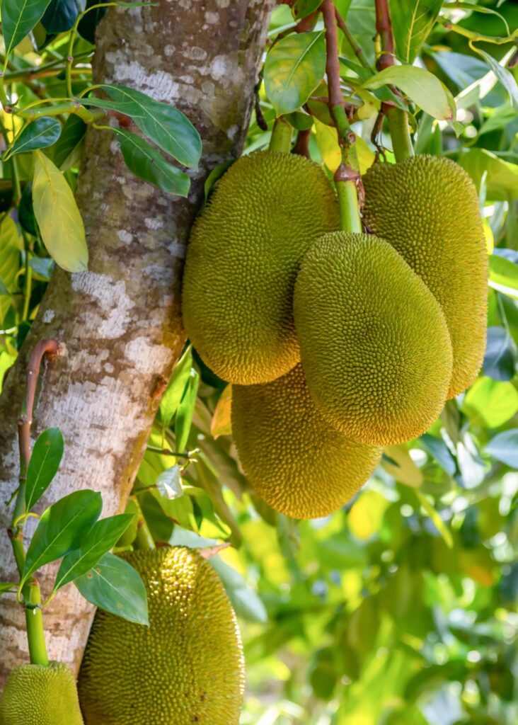 jackfruit exotic fruit guide hawaii