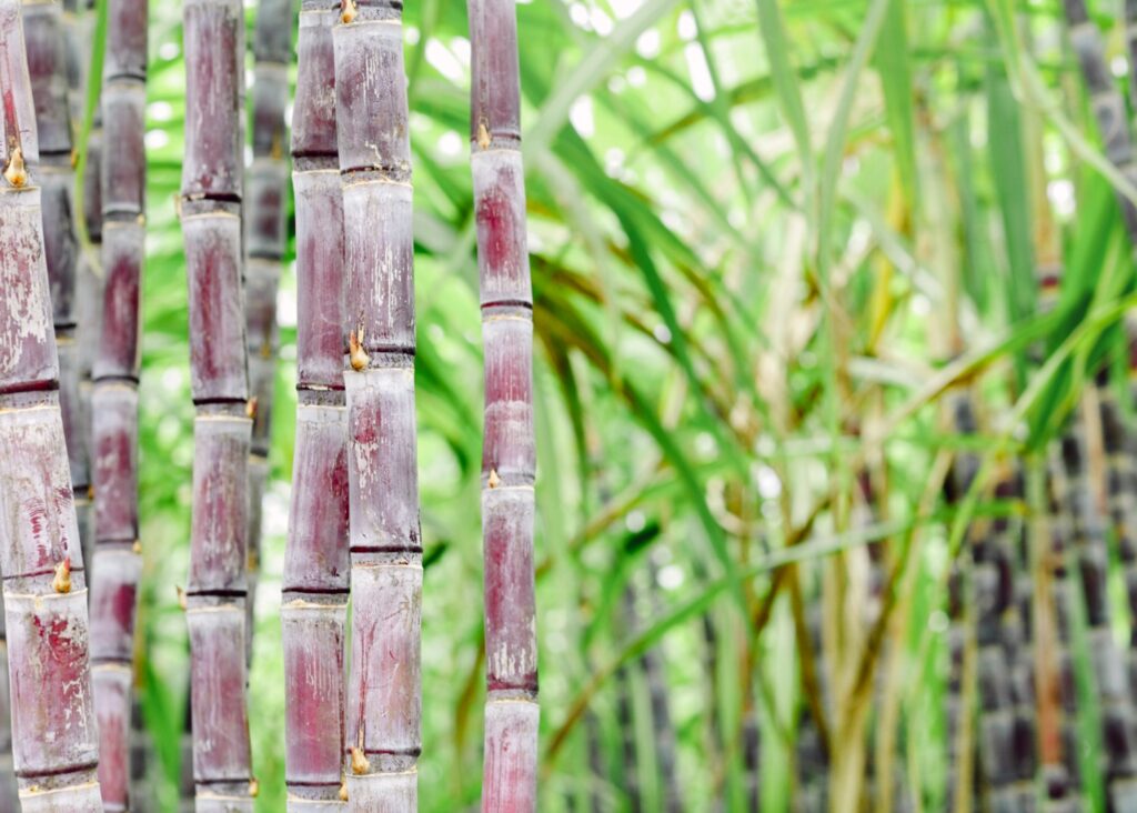 Hawaiian Beauty Ingredients & Secrets Sugarcane