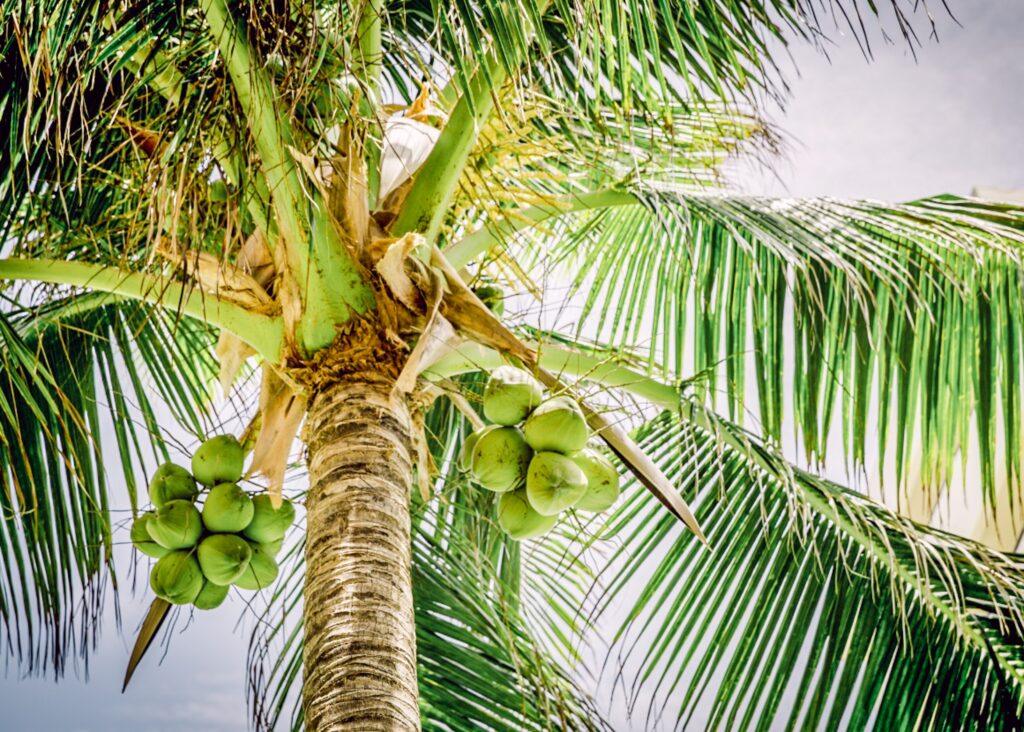 Hawaiian Beauty Ingredients & Secrets Nui Coconut