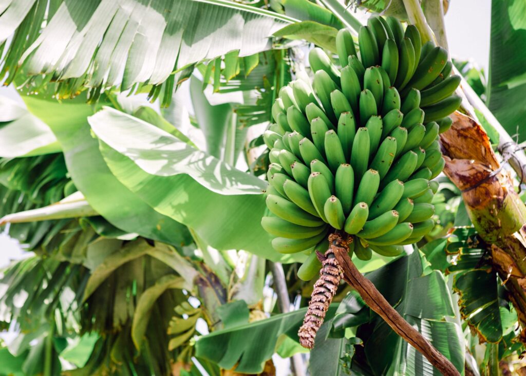 Hawaiian Beauty Ingredients & Secrets Banana