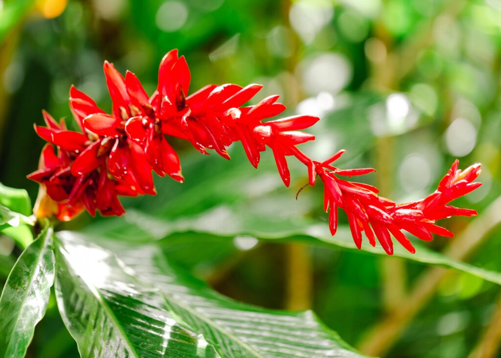 ginger flower hawaii Red Ginger (Alpinia purpurata)