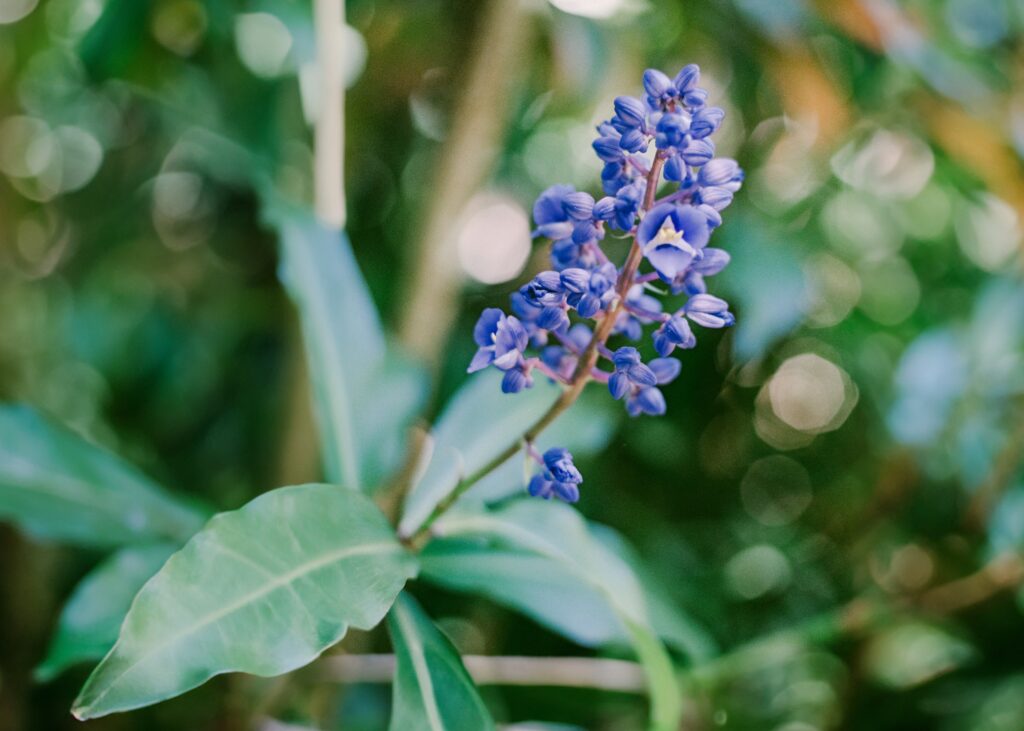 ginger flower hawaii Blue Ginger (Dichorisandra thyrsiflora)