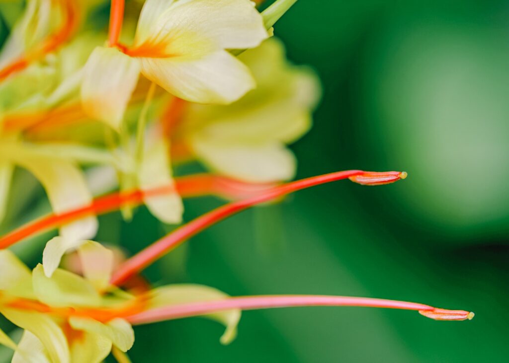 ginger flower hawaii Kahili Ginger (Hedychium gardnerianum)