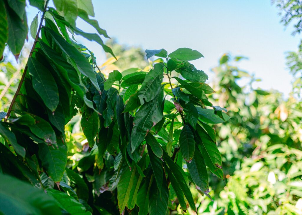 maui cacao bean chocolate farm and tasting