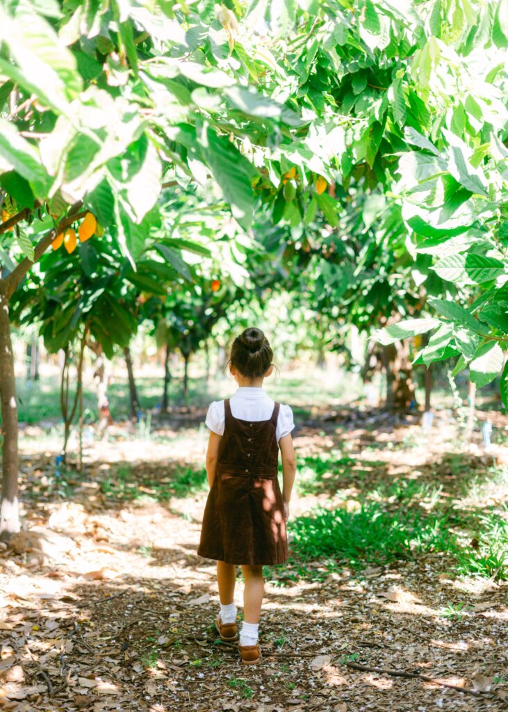 maui cacao bean chocolate farm and tasting