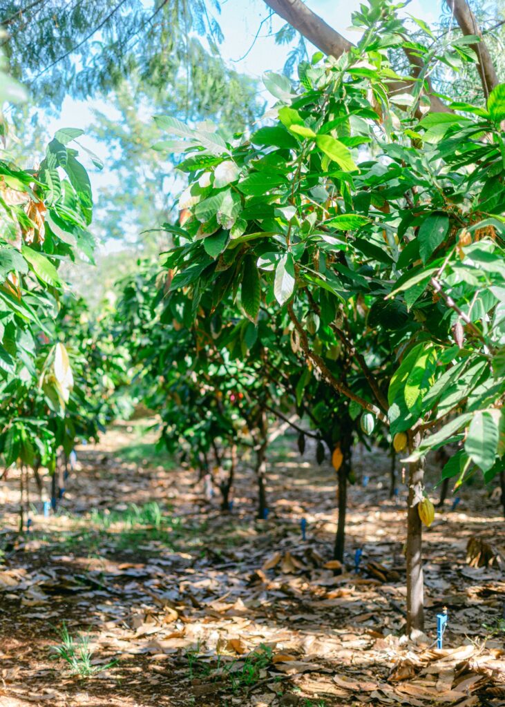 maui cacao bean chocolate farm and tasting