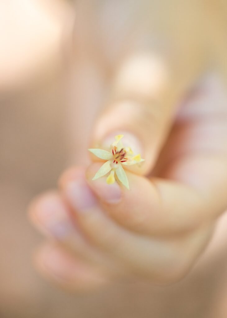 maui cacao flower chocolate farm review