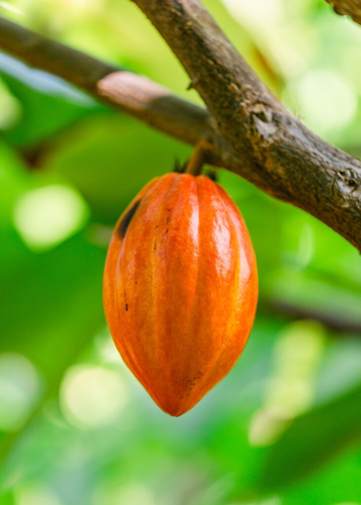 maui cacao bean chocolate farm and tasting