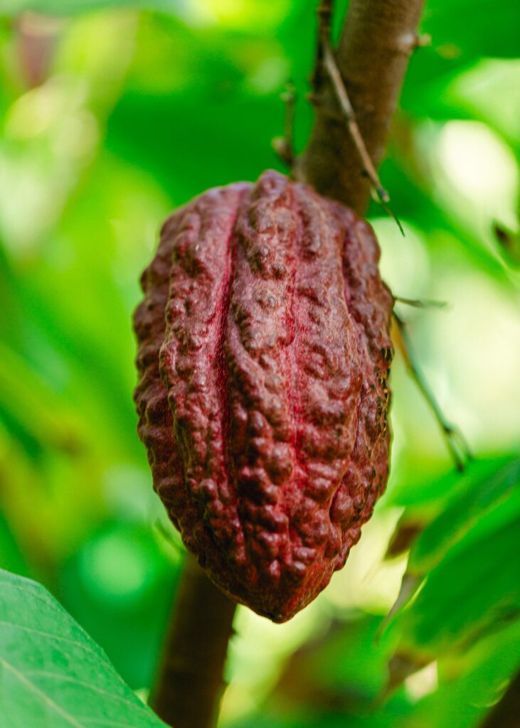 maui cacao bean pod chocolate farm and tasting