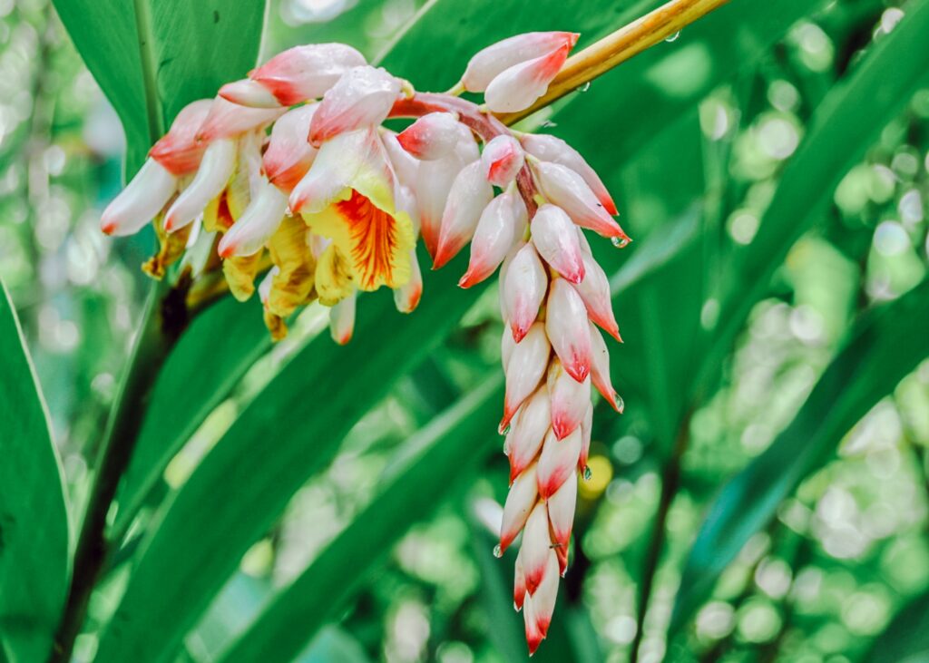 ginger flower hawaii shell ginger Alpinia zerumbet