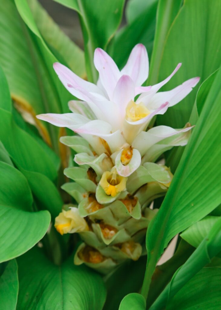 ginger flower hawaii turmeric flower