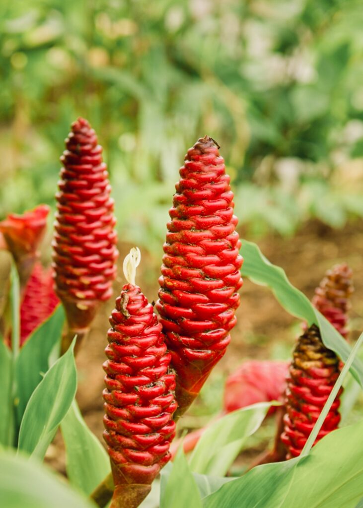 awapuhi shampoo ginger flower Awapuhi Kuahiwi