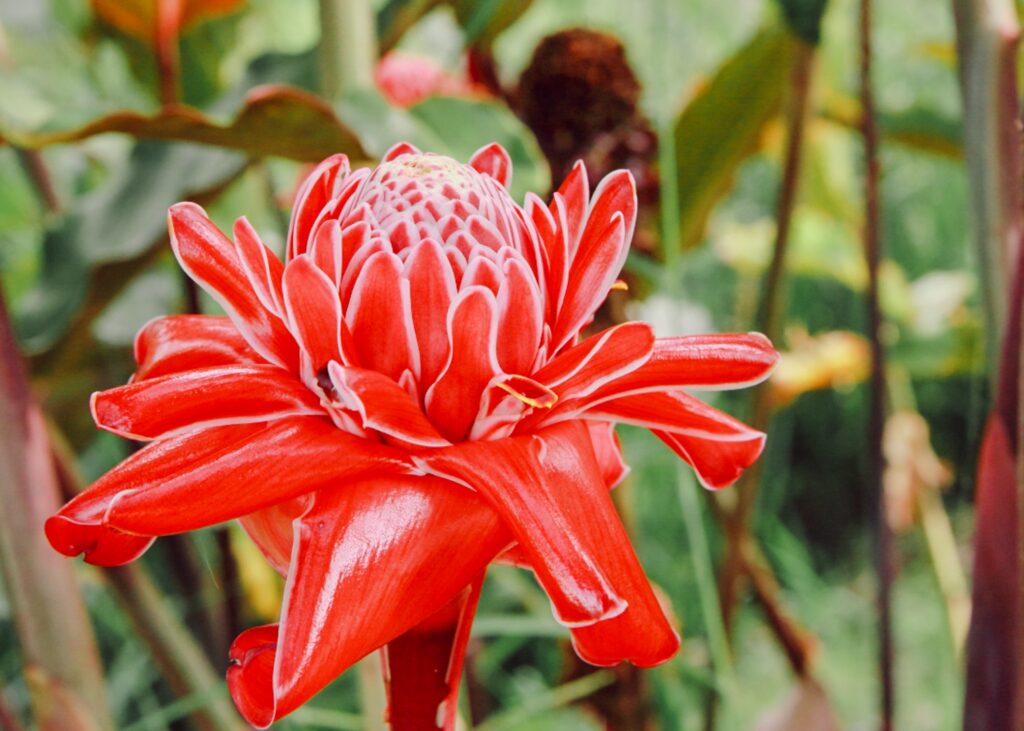 ginger flower hawaii Red Ginger (Alpinia purpurata)