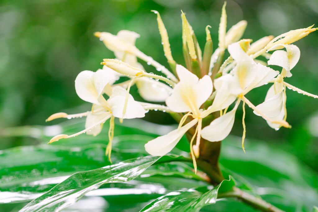 ginger flower hawaii White Ginger Lily (Hedychium coronarium)